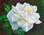 A White Rose  SOLD